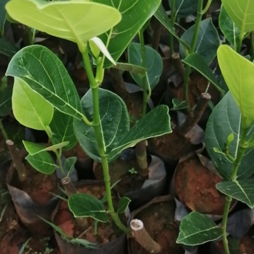 高州正品起接珍珠菠萝蜜苗