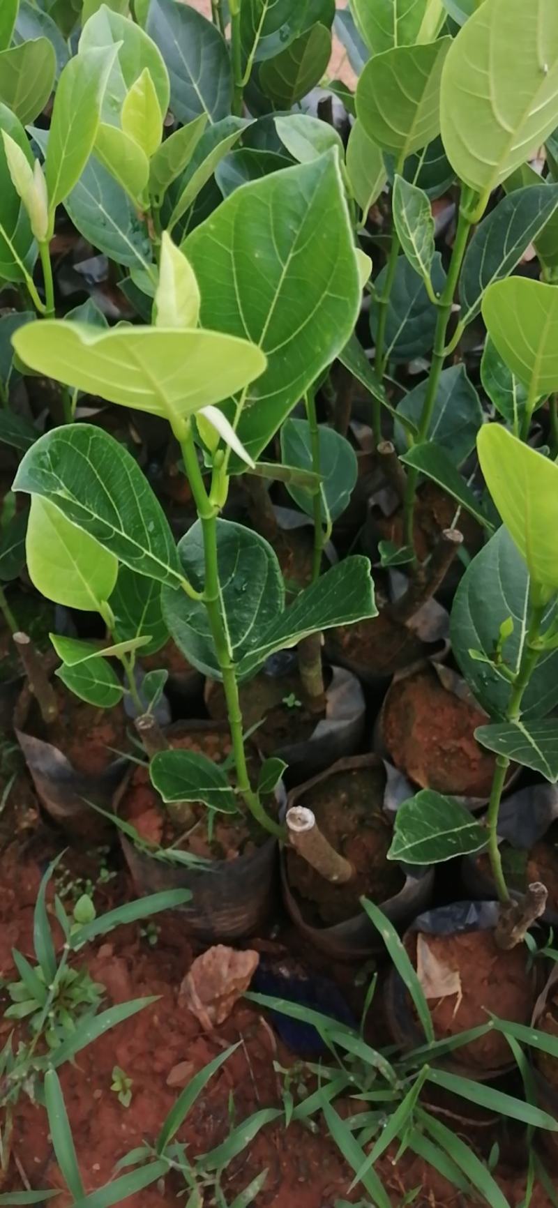 高州正品起接珍珠菠萝蜜苗