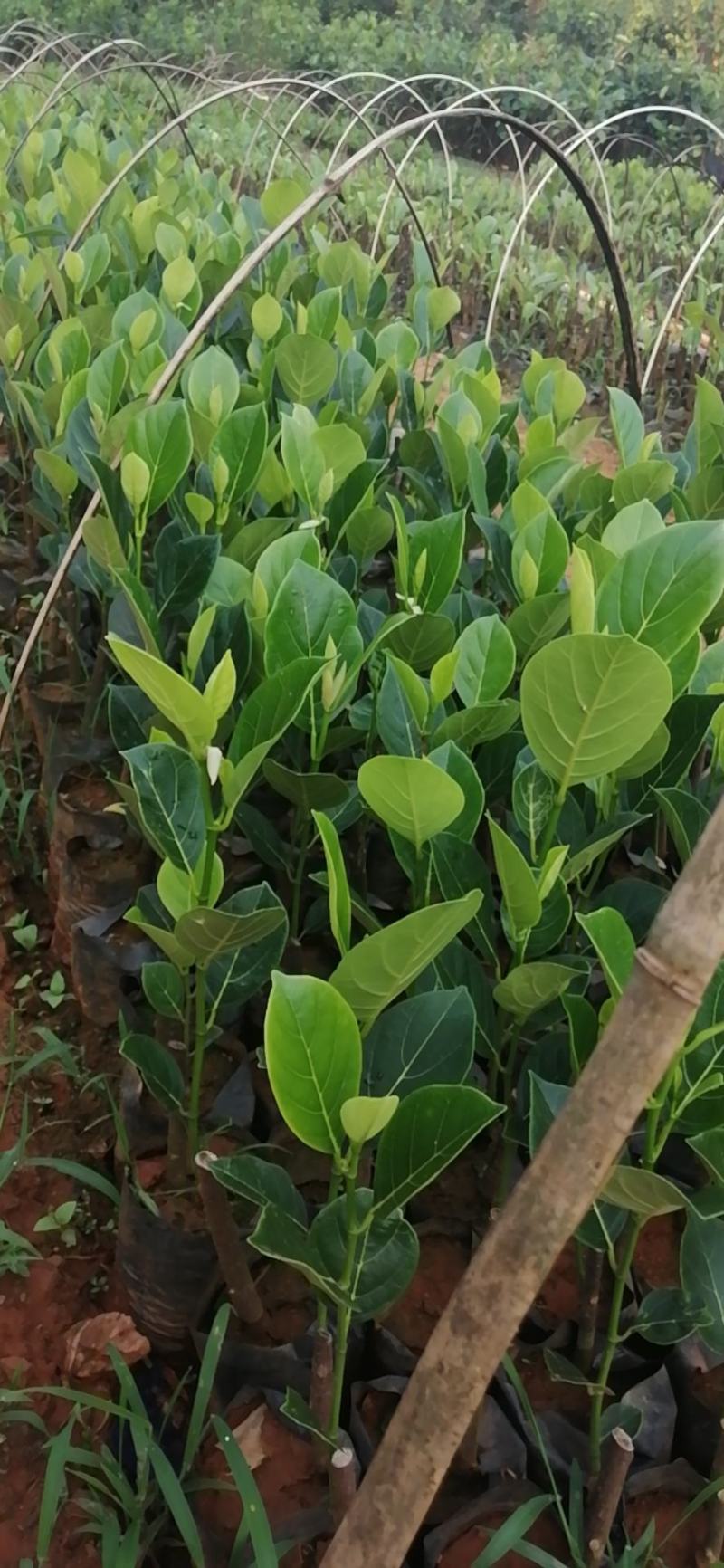 高州正品起接珍珠菠萝蜜苗