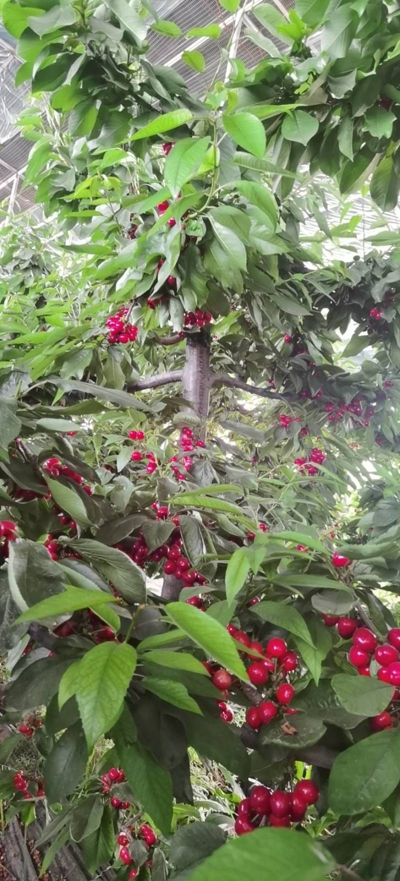 陕西樱桃大量上市早大果美早红灯布鲁克斯沙米托