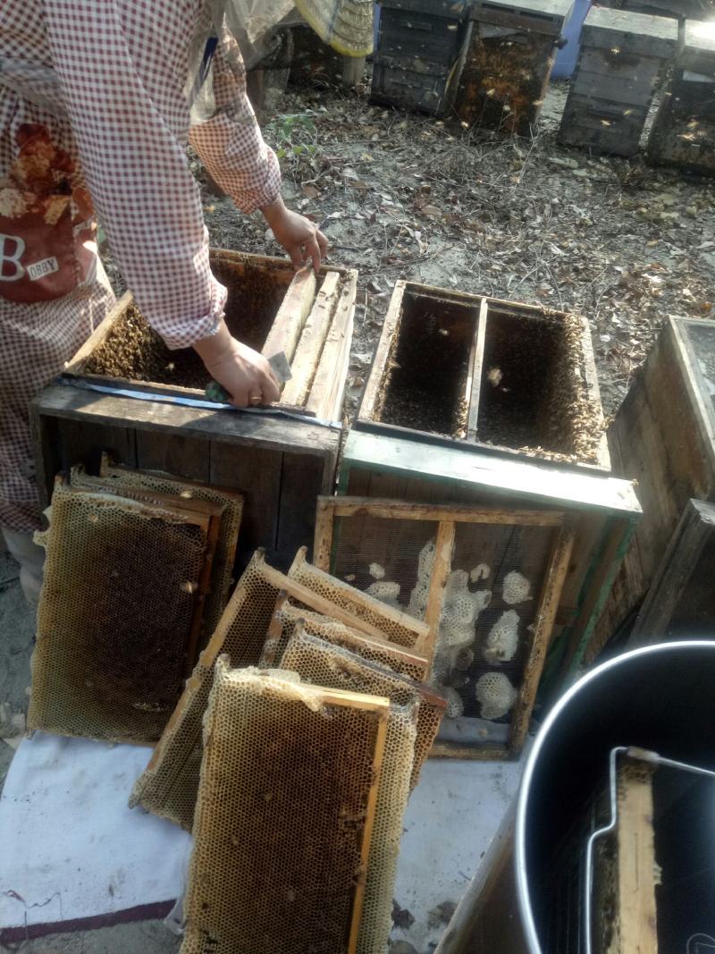 蜂蜜自家养，保质保量