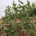 无籽香水柠檬（子弹头）