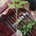 正品~泰国黄金牛奶木瓜苗矮化树苗南方北方种植盆栽地栽当年