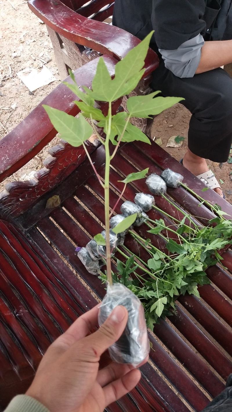 正品~泰国黄金牛奶木瓜苗矮化树苗南方北方种植盆栽地栽当年