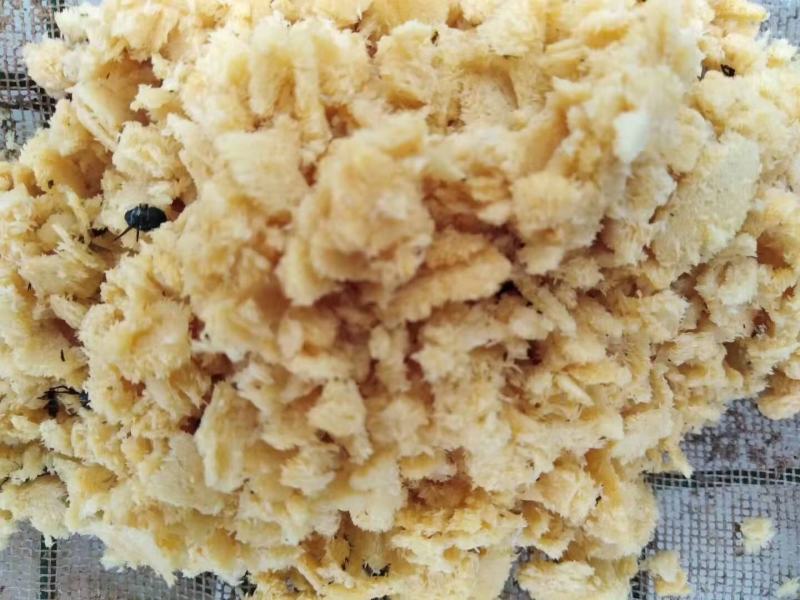 批发黑水虻卵处理餐厨废弃物水产养殖畜禽好饲料