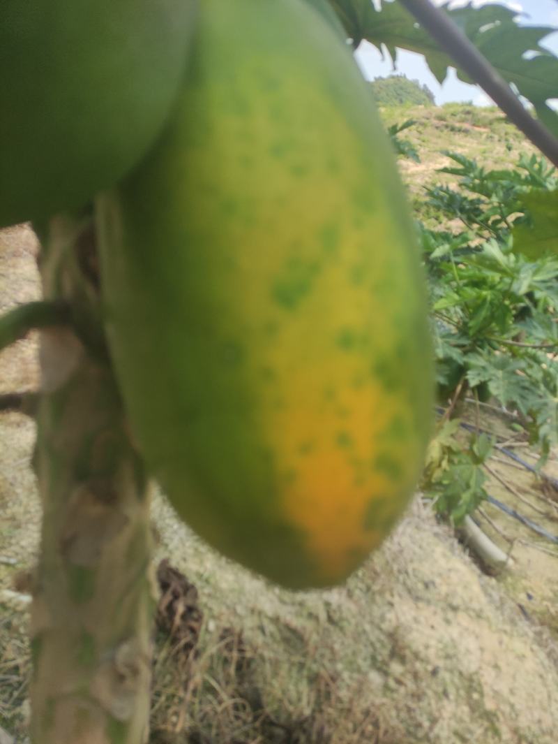 广东大青红心水果木瓜，糖度高，口感好，一手货源，基地直供