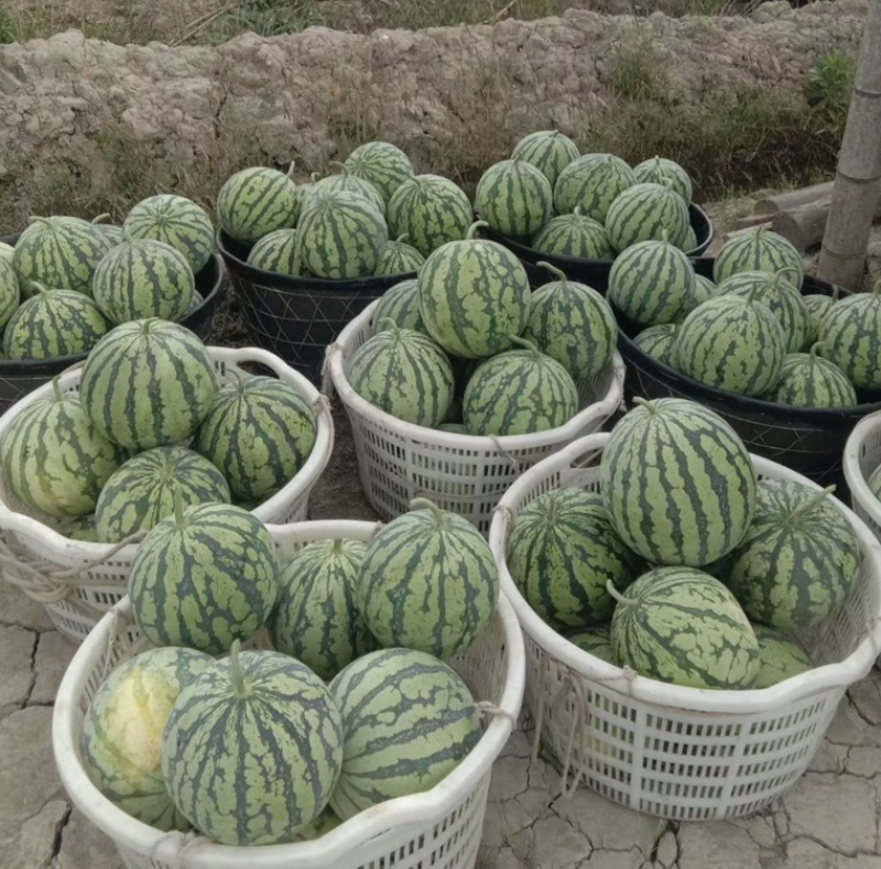 汝城大棚麒麟，质量口感非常好