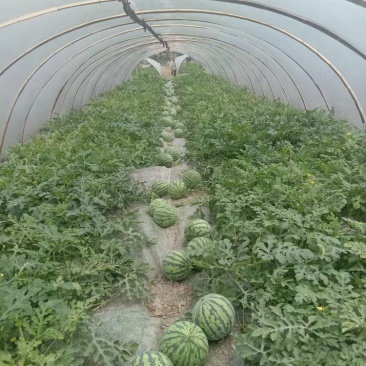 汝城大棚麒麟，质量口感非常好