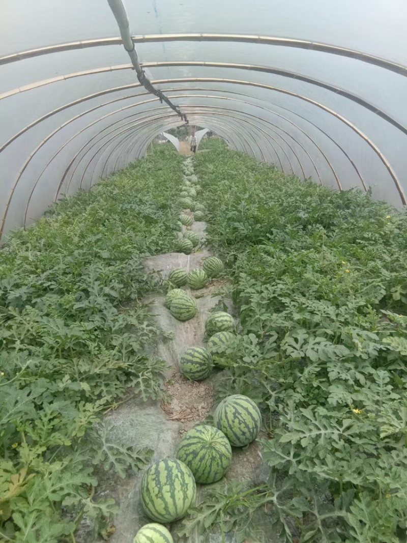 汝城大棚麒麟，质量口感非常好