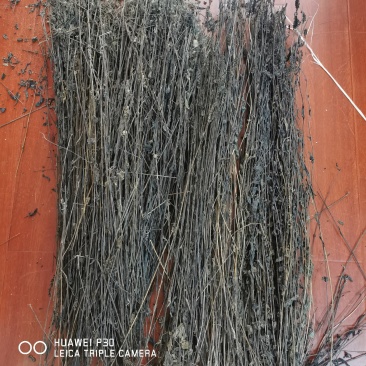 黑草鬼羽箭一公斤起批包邮野生货黑骨草