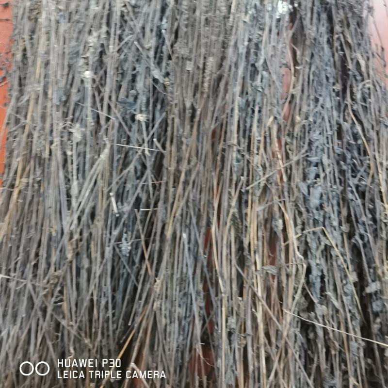 黑草鬼羽箭一公斤起批包邮野生货黑骨草