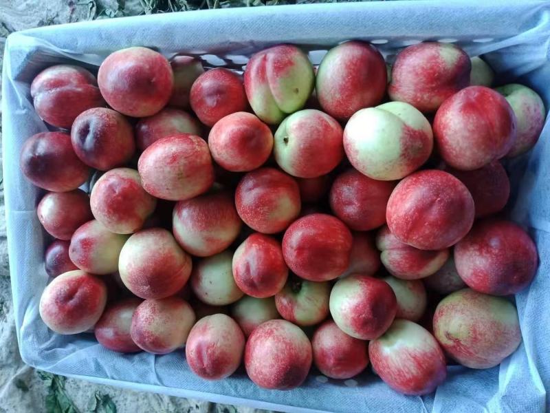 露天518大量上市中口感脆甜颜色漂亮产地优质货源好吃不贵