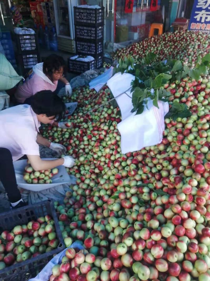 露天518大量上市中口感脆甜颜色漂亮产地优质货源好吃不贵