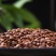 酸枣仁正品酸枣仁泡茶熟酸枣仁粉中药材野生