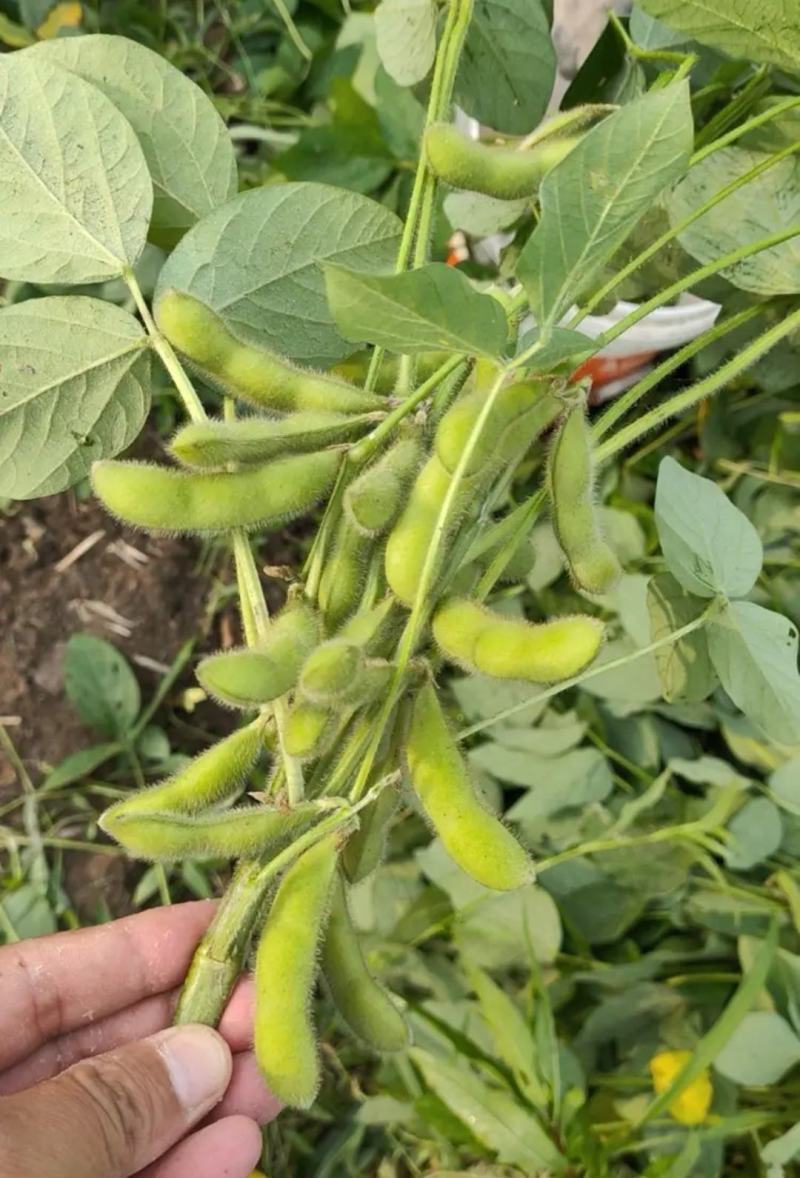 云南毛豆大量上市：开心翠绿宝质量保证产地直发