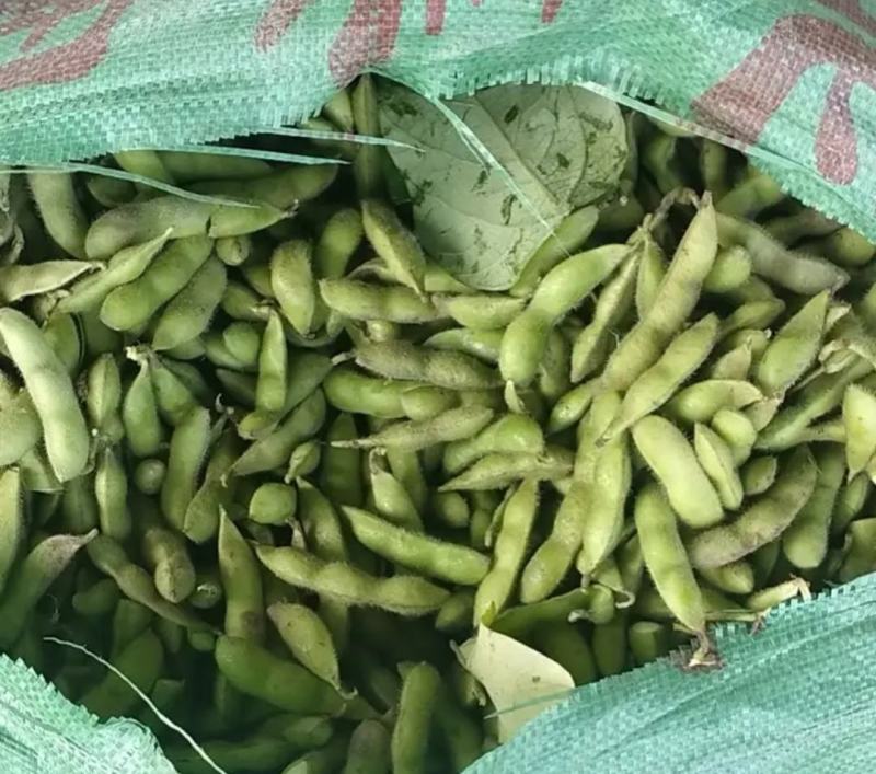云南毛豆大量上市：开心翠绿宝质量保证产地直发