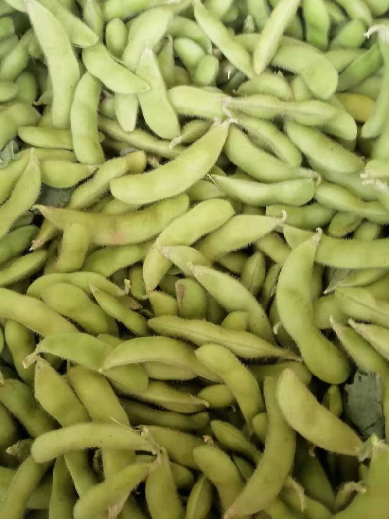 云南毛豆大量上市：开心翠绿宝质量保证产地直发