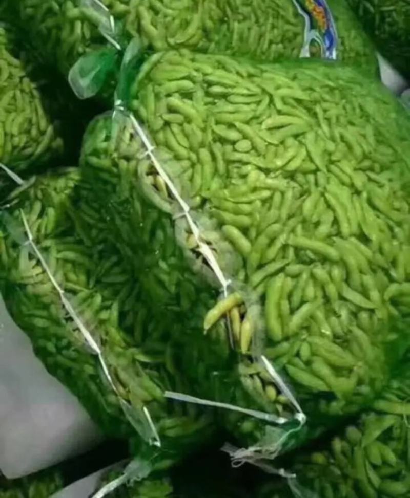 云南毛豆大量上市：开心翠绿宝质量保证产地直发