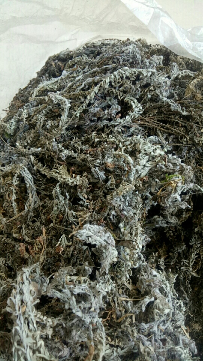 鹿茸草，六月霜，干货，现采现发，颜色好，干净无杂质