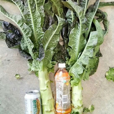 红叶莴笋-兰州高原夏菜精品货源充足，产地直销