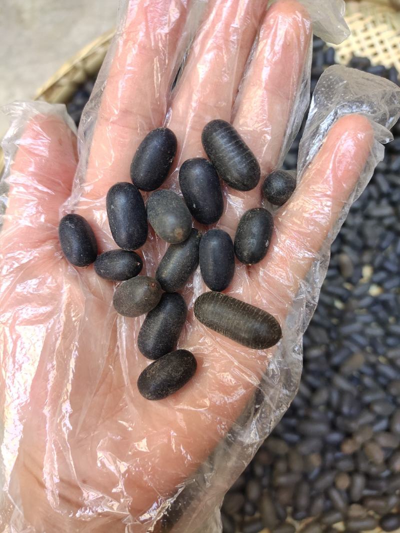 云南野生中药材双肾子石莲子500g包邮