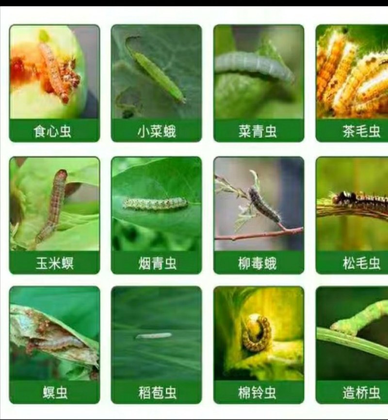 佛山盈辉棉铃虫核型多角体病毒辣椒蔬菜农药菜青虫钻心虫杀虫