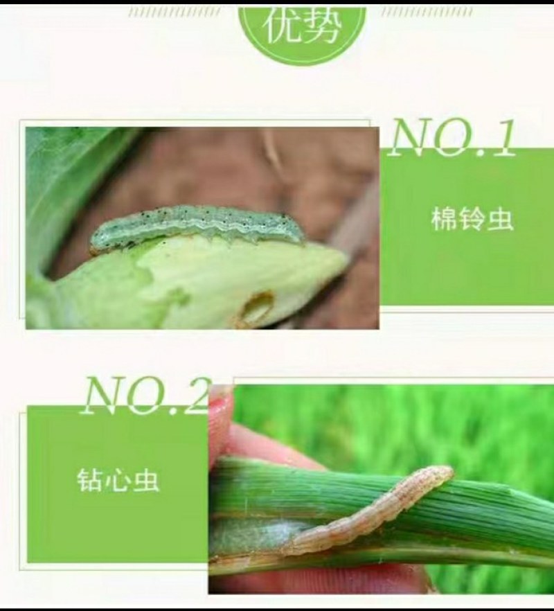 佛山盈辉棉铃虫核型多角体病毒辣椒蔬菜农药菜青虫钻心虫杀虫