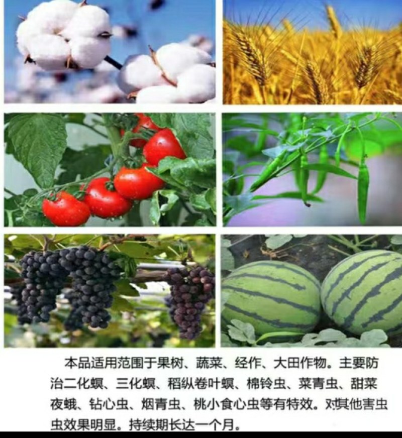 佛山盈辉棉铃虫核型多角体病毒辣椒蔬菜农药菜青虫钻心虫杀虫