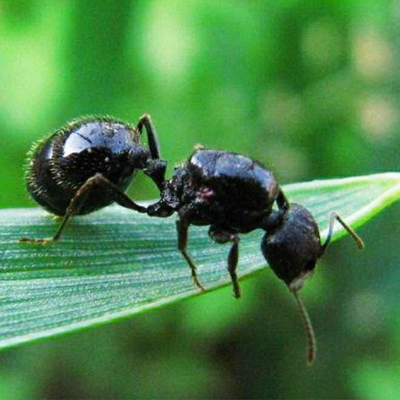 长白山黑蚂蚁纯野生黑蚂蚁（干货包邮）
