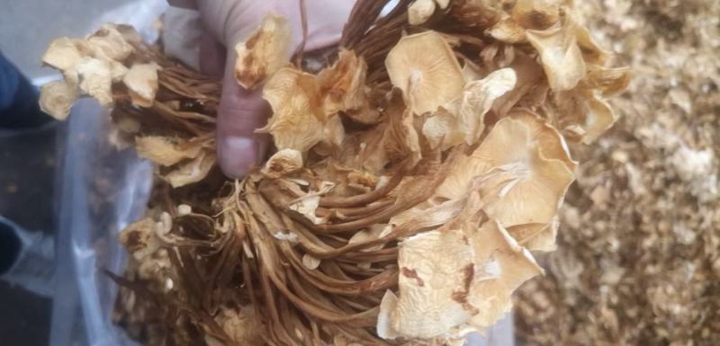 干金针菇10~15厘米干度有保证，畅销产品！！