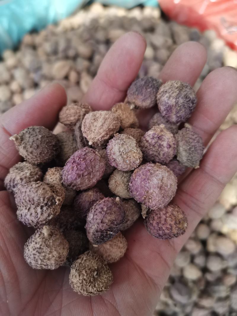 阳春砂砂仁米各种香辛料中药材批发药食同源