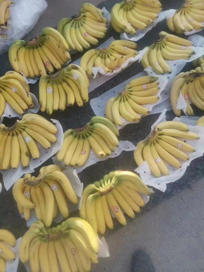 菲律宾进口香蕉，常年有货，需要的可以联系我