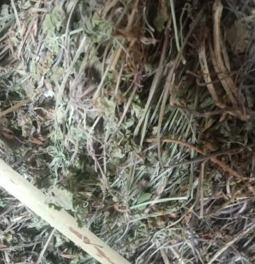 透骨消透骨草新货非人工种植