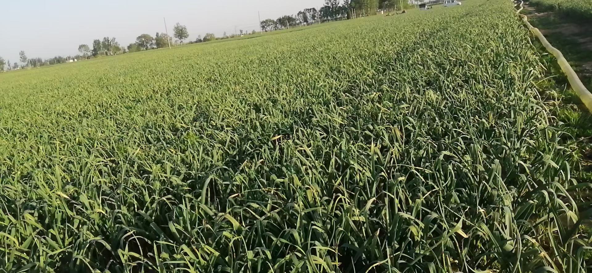 不同地区蒜苔与蒜薹种植实景图