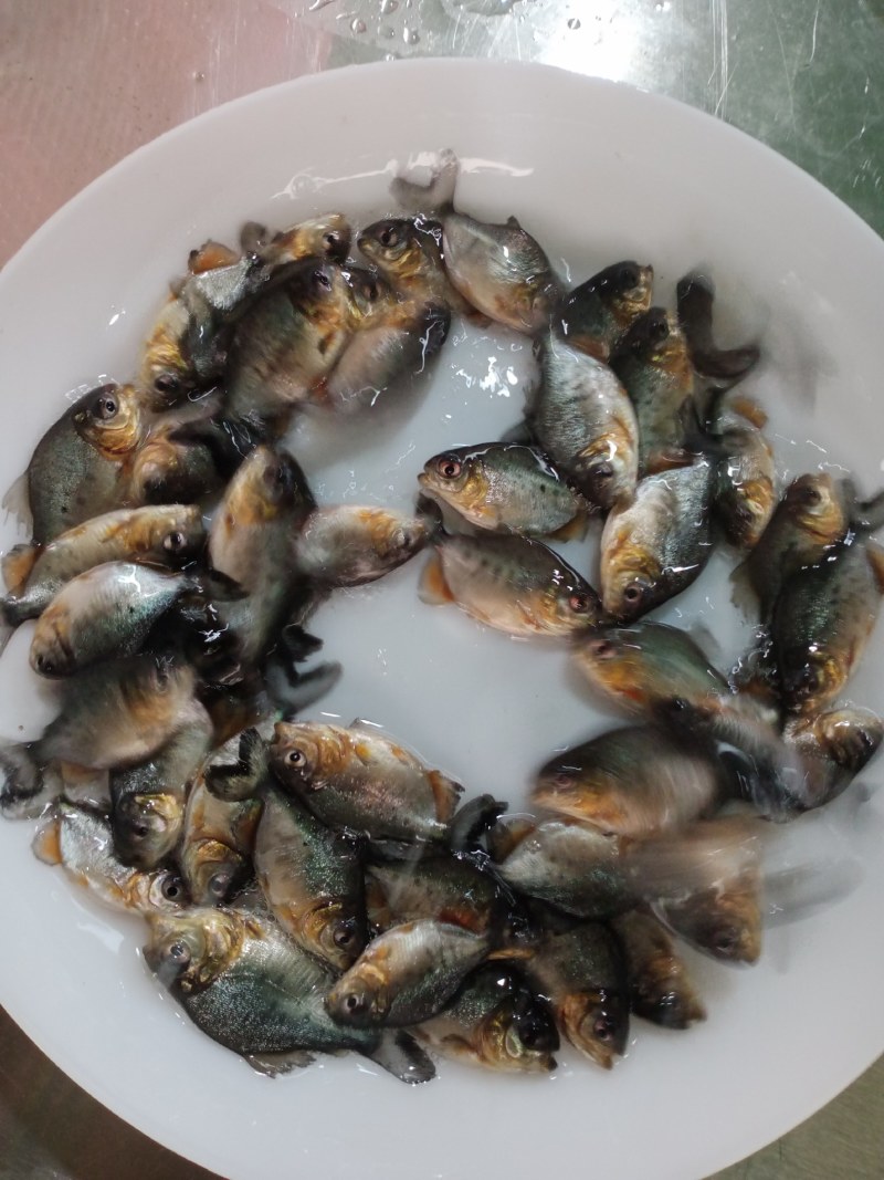 优质淡水鲳鱼苗，白鲳鱼苗，红鲳鱼苗活体，热带养殖鱼