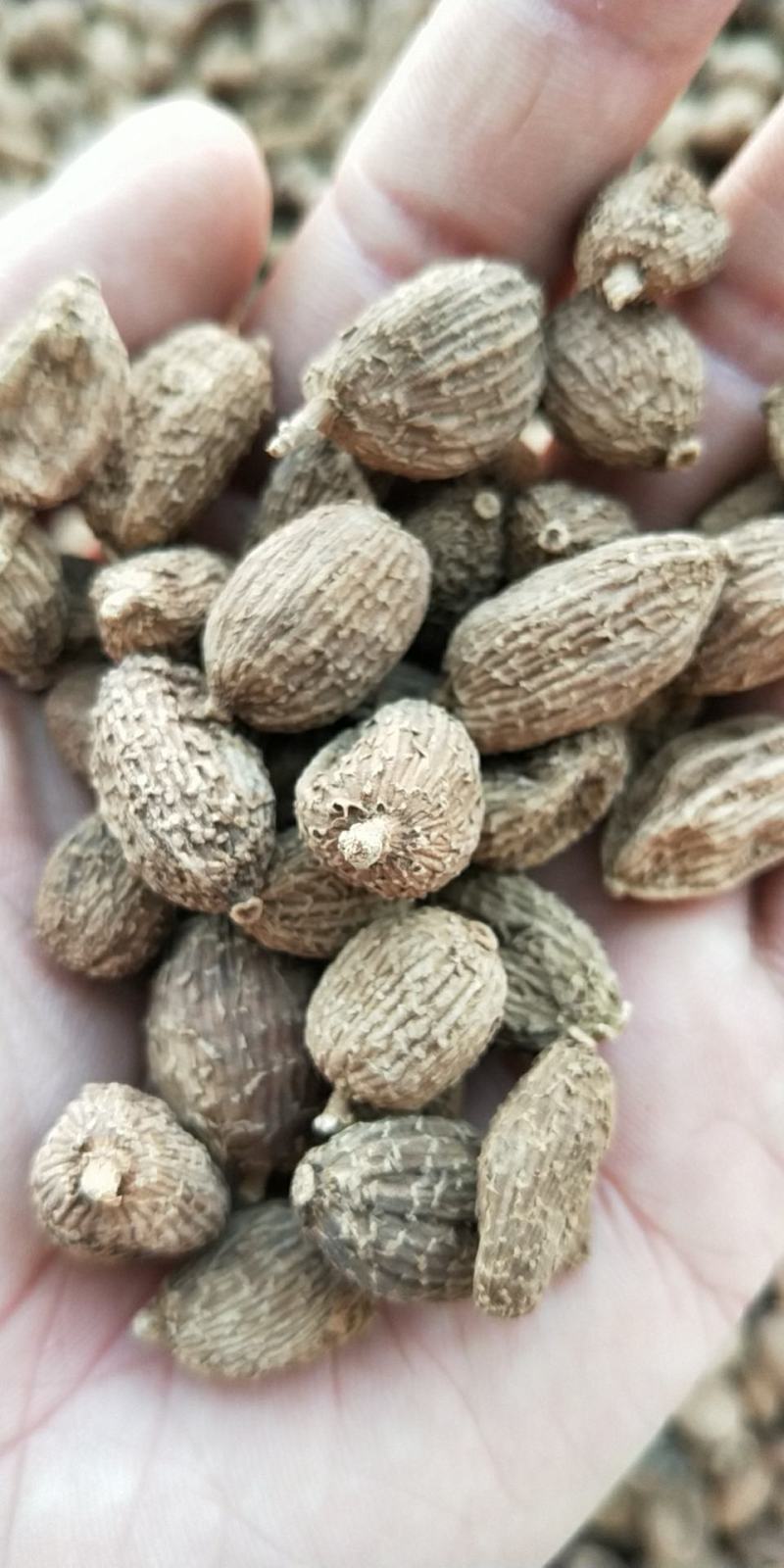 砂仁皮砂仁砂仁米各种规格砂仁香辛料批发