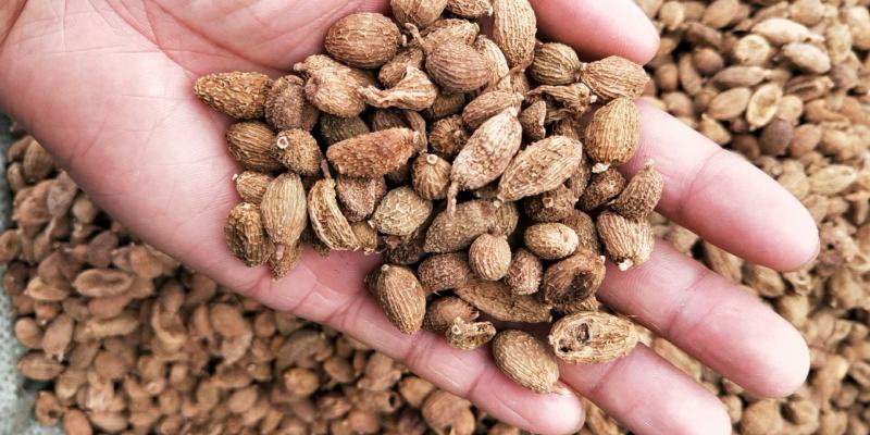 砂仁皮砂仁砂仁米各种规格砂仁香辛料批发