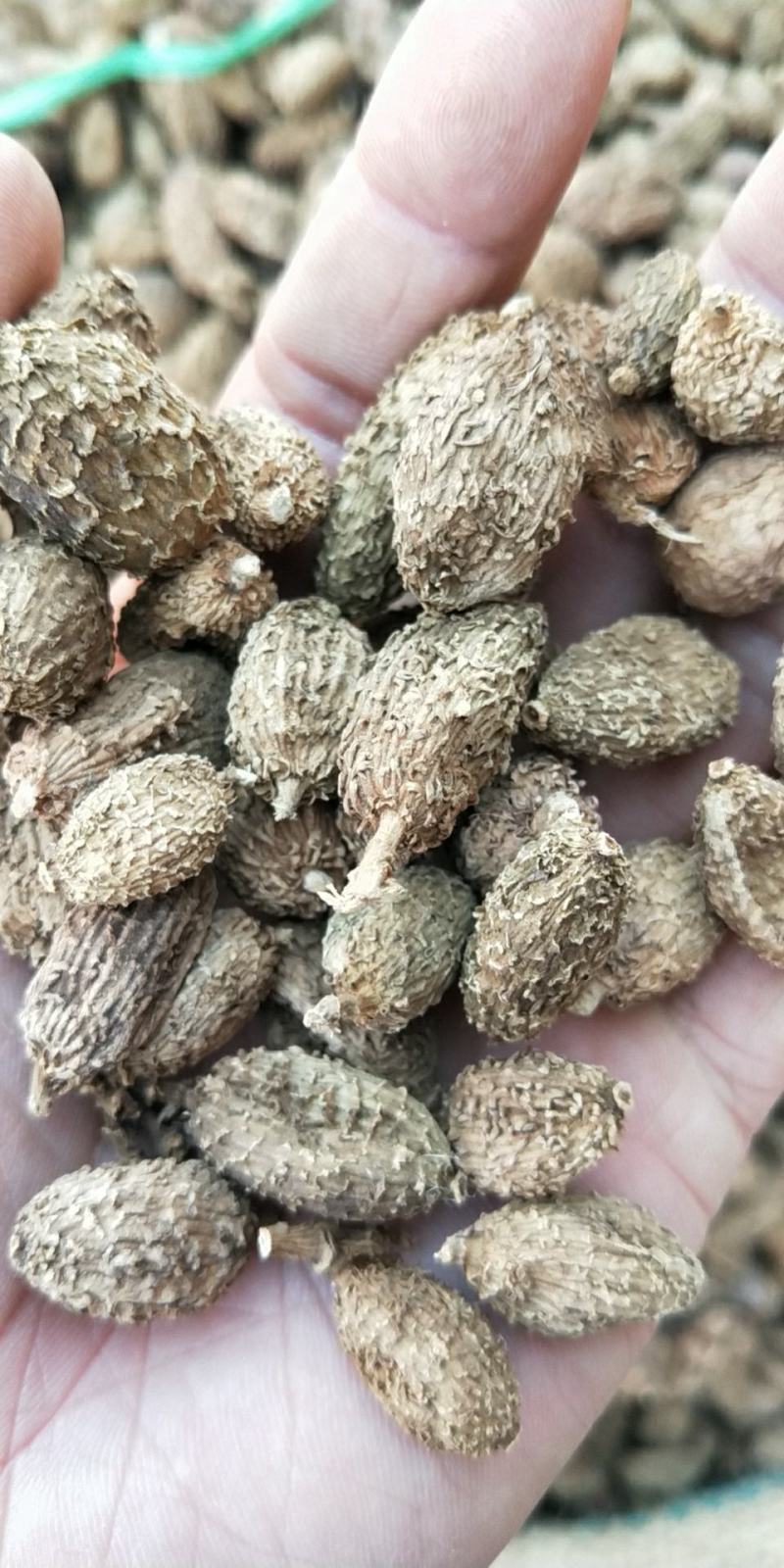 砂仁皮砂仁砂仁米各种规格砂仁香辛料批发