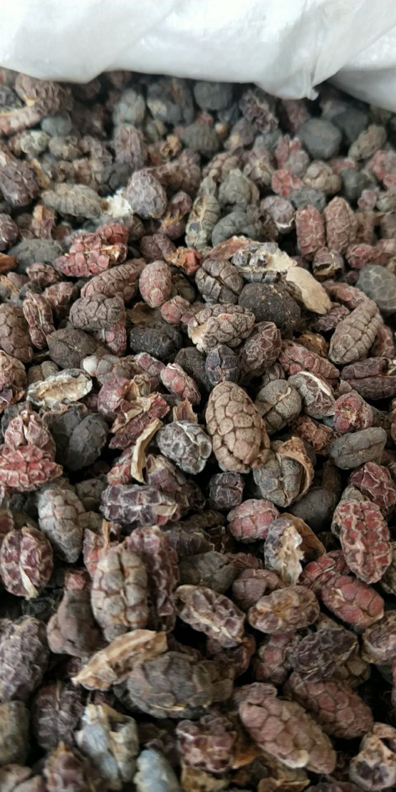 砂仁皮砂仁砂仁米各种规格砂仁香辛料批发
