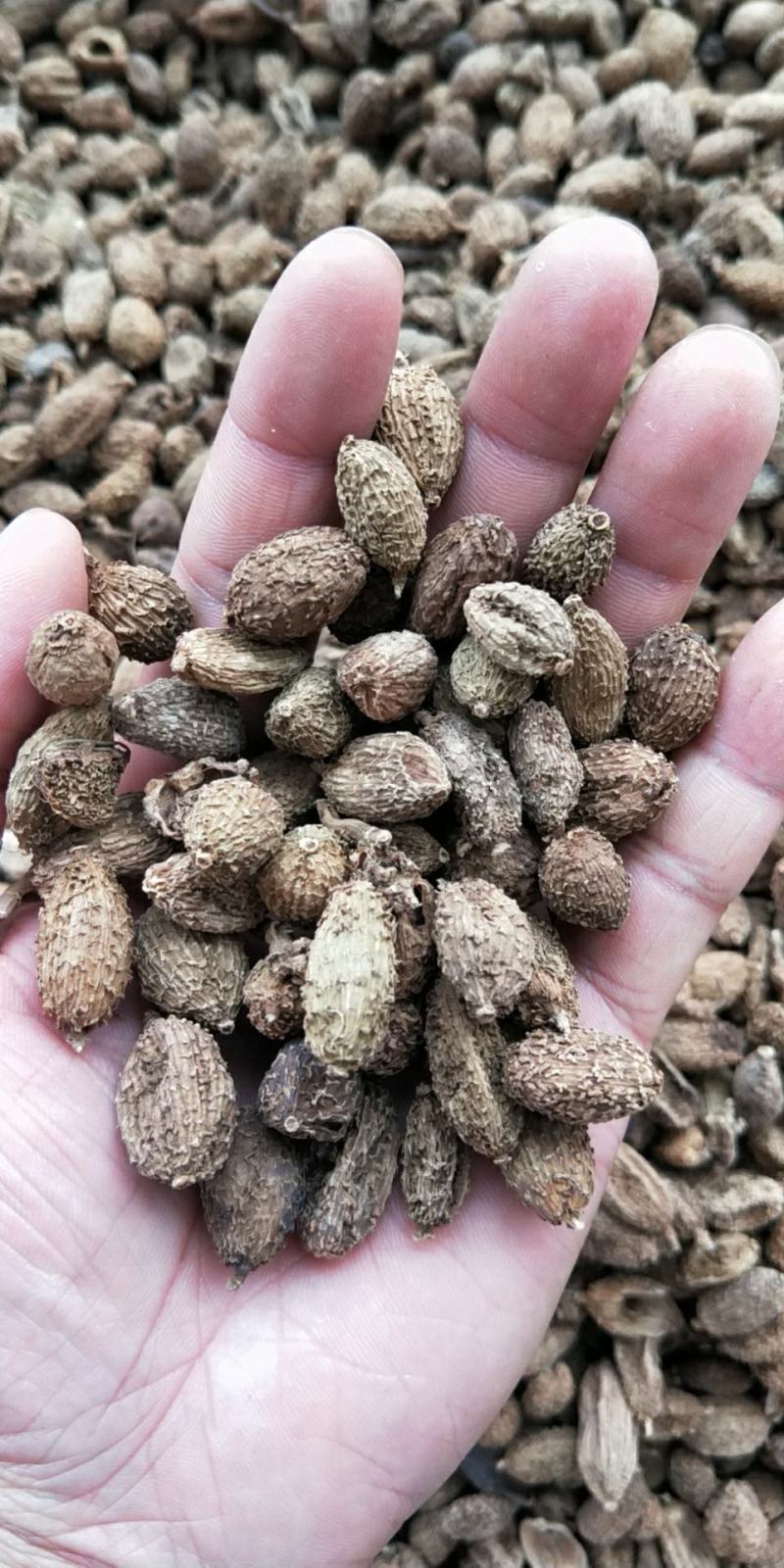 砂仁皮砂仁砂仁米各种规格砂仁香辛料批发