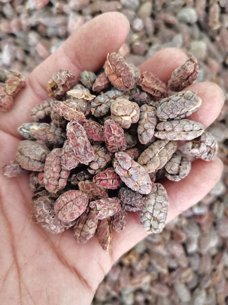 砂仁皮砂仁砂仁米各种规格砂仁香辛料批发
