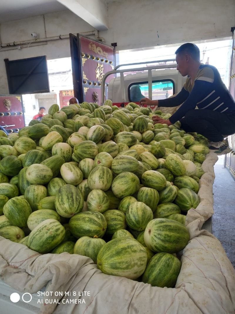 花蕾甜瓜花姑娘甜瓜新姑娘甜瓜皮溥甜香希望全国各地前来采购