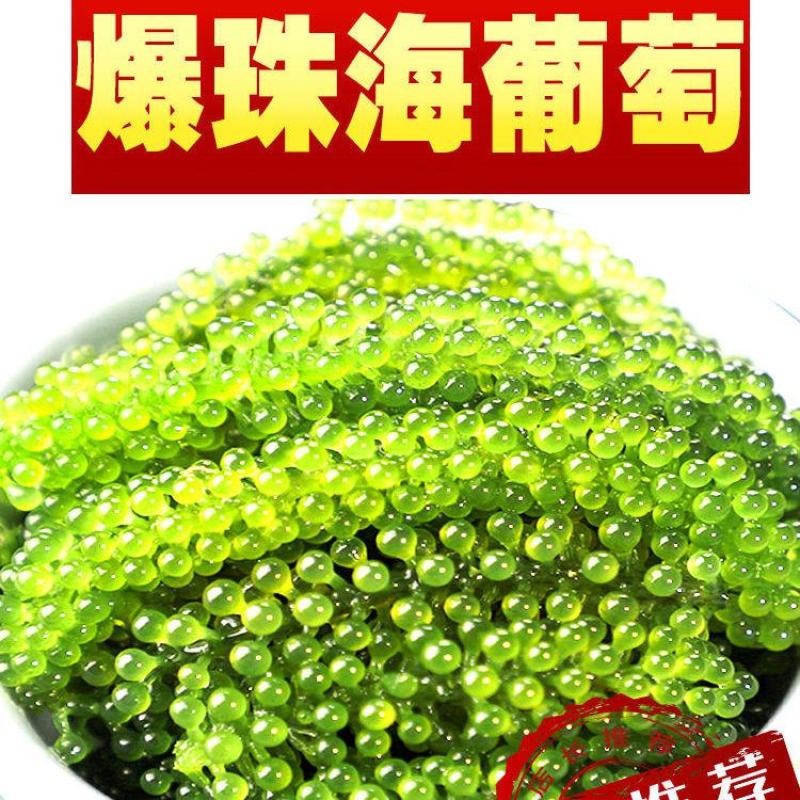 盐渍海葡萄新鲜即食吃的零食海鲜鲜活绿色鱼子酱海藻凉拌菜