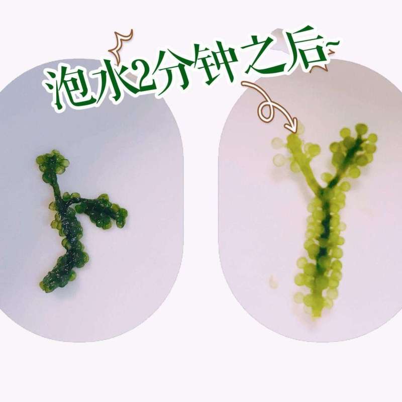 盐渍海葡萄新鲜即食吃的零食海鲜鲜活绿色鱼子酱海藻凉拌菜