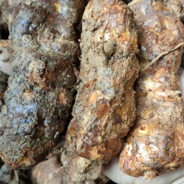 土茯苓，新鲜云南中土
