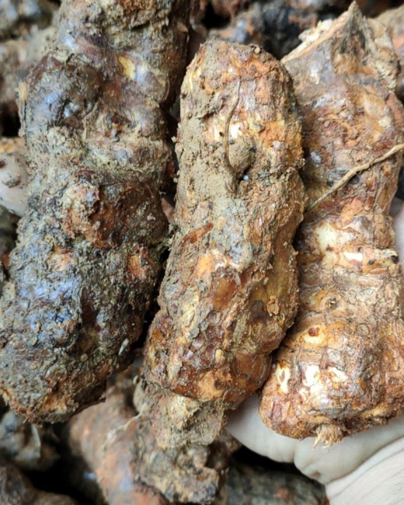 土茯苓，新鲜云南中土