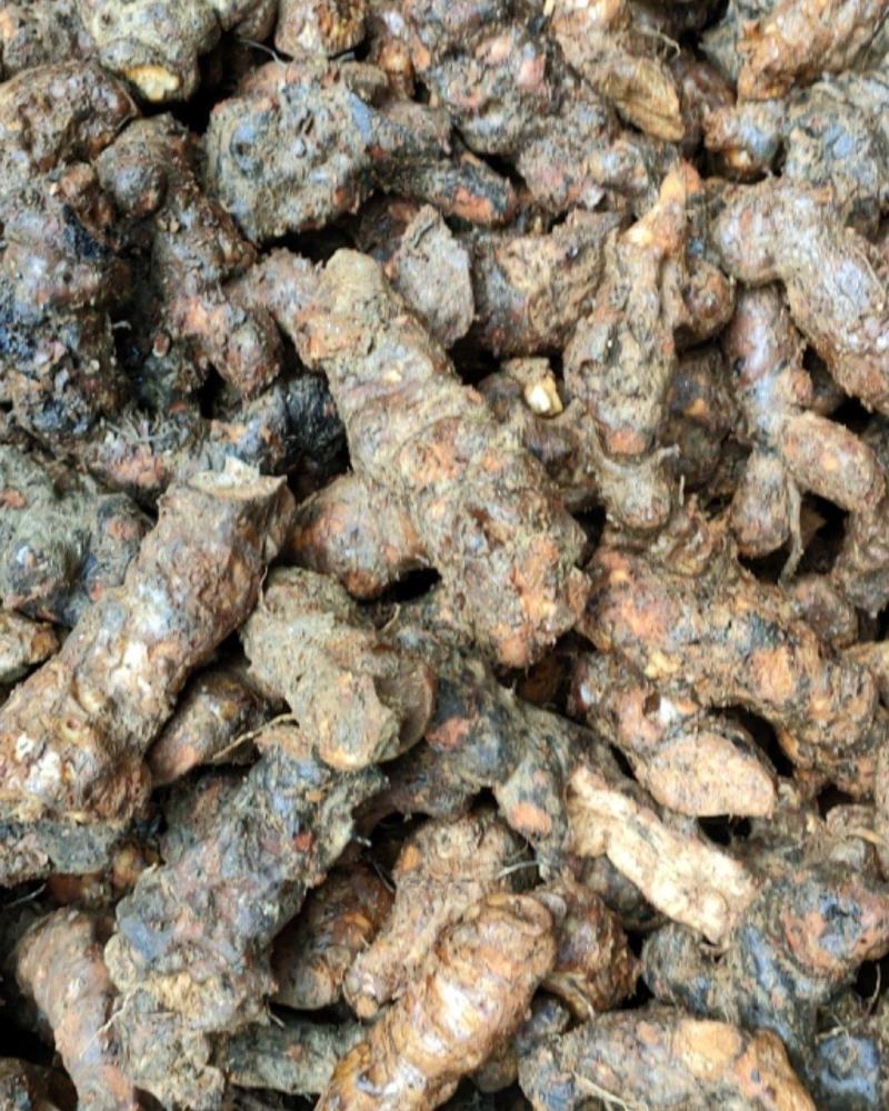 土茯苓，新鲜云南中土