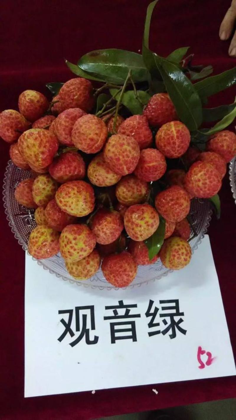新品观音绿荔枝冰荔枝苗仙进奉荔枝苗晚熟品种带土带叶发货