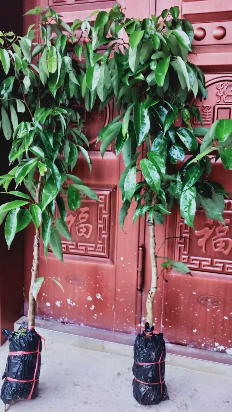 新品观音绿荔枝冰荔枝苗仙进奉荔枝苗晚熟品种带土带叶发货