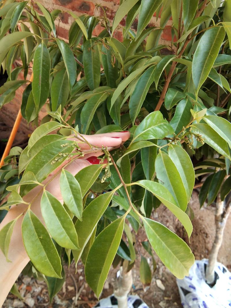 新品观音绿荔枝冰荔枝苗仙进奉荔枝苗晚熟品种带土带叶发货